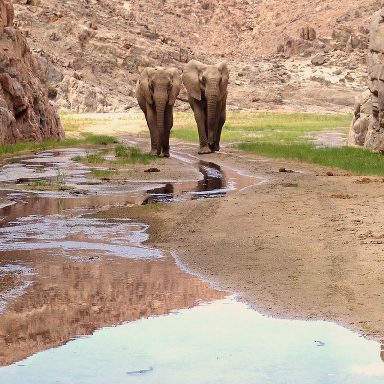 Elefantenpark - Neubau Elefantenanlage Zoo Zürich - Schmid Schaerer Architekten Zürich
